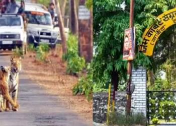 भारत के नेशनल पार्क आमतौर पर मानसून में क्यों हो जाते हैं बंद; और कौन से रहते हैं खुले?