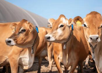 नॉनवेज गायों ने कैसे भारत-अमेरिका ट्रेड डील में खड़ी कर दी है मुसीबत?