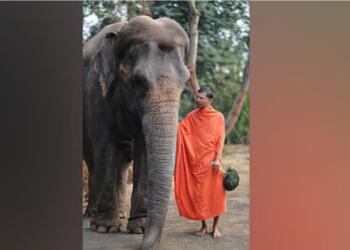 जानवरों के अधिकारों की सुरक्षा के लिए अहम कदम- कोल्हापुर से हथिनी माधुरी को वंतारा स्थानांतरित किया गया
