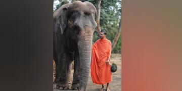 जानवरों के अधिकारों की सुरक्षा के लिए अहम कदम- कोल्हापुर से हथिनी माधुरी को वंतारा स्थानांतरित किया गया