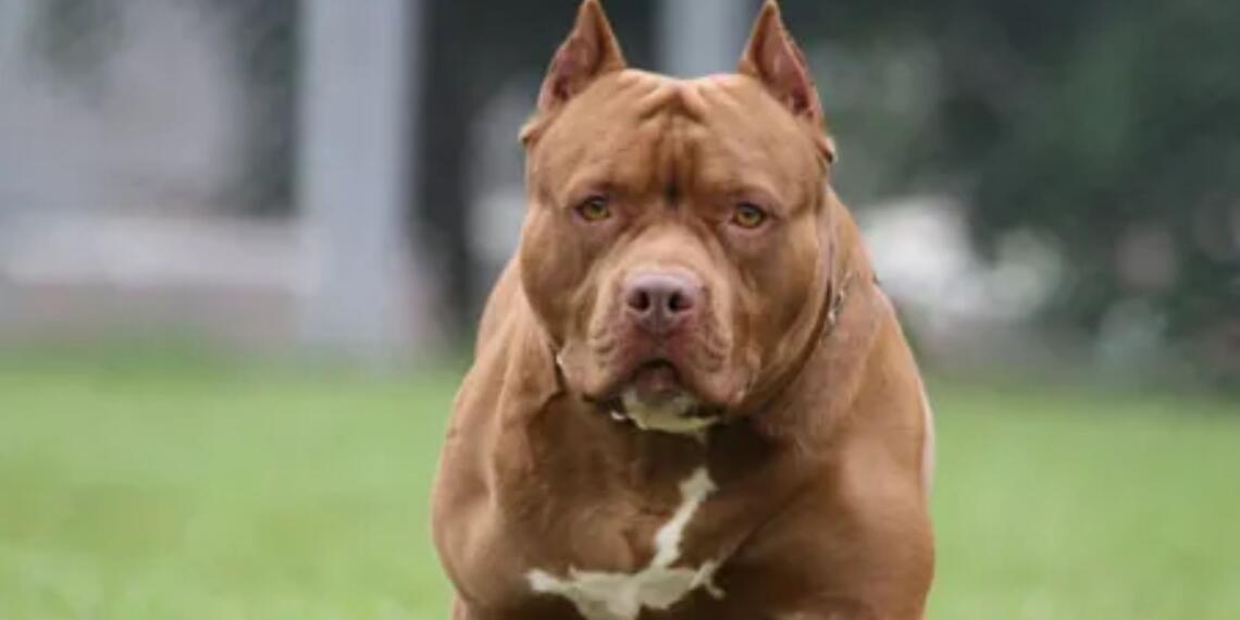 खतरनाक नस्लों का बढ़ता खतरा: पिटबुल समेत कई कुत्ते बन रहे इंसानों की जान के दुश्मन, अब सरकार को उठाने होंगे सख्त कदम