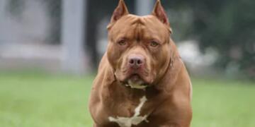 खतरनाक नस्लों का बढ़ता खतरा: पिटबुल समेत कई कुत्ते बन रहे इंसानों की जान के दुश्मन, अब सरकार को उठाने होंगे सख्त कदम