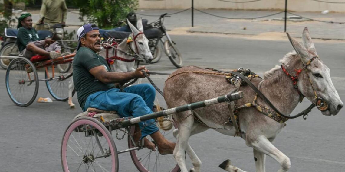 पाकिस्तान बना डोनकिस्तान- स्वतंत्रता दिवस पर पाकिस्तान ने की गधों की रेस, सोशल मीडिया पर बना मज़ाक