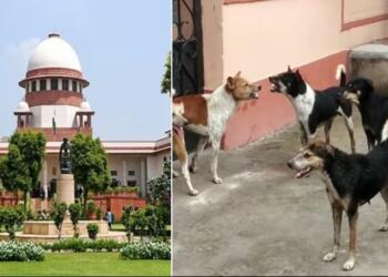 दिल्ली एनसीआर में आवारा कुत्तों को पकड़ने और संभालने के लिए सुप्रीम कोर्ट ने जारी किया आदेश