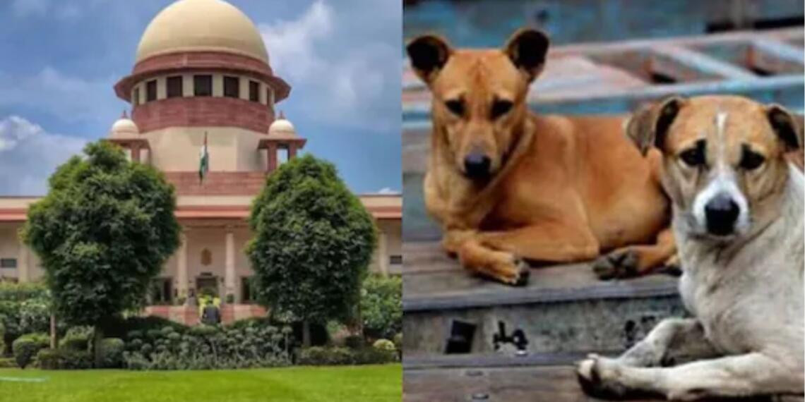 सिर्फ बीमार और आक्रामक कुत्ते शेल्टर होम में रहेंगे, स्वस्थ कुत्तों को नसबंदी कर तुरंत छोड़ा जाएगा, सभी राज्यों को निर्देश: सुप्रीम कोर्ट