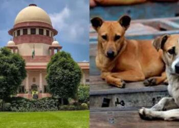सिर्फ बीमार और आक्रामक कुत्ते शेल्टर होम में रहेंगे, स्वस्थ कुत्तों को नसबंदी कर तुरंत छोड़ा जाएगा, सभी राज्यों को निर्देश: सुप्रीम कोर्ट