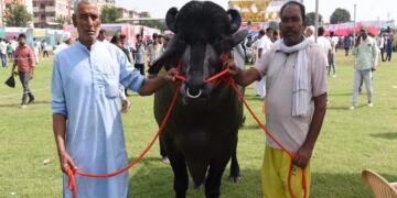 वैसे 'विधायक' की दिनचर्या भी किसी सुपरस्टार से कम नहीं है।