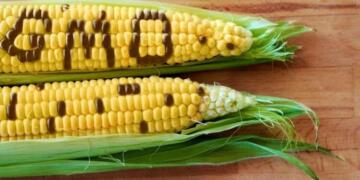 बांग्लादेश में अमेरिकी जीएमओ मक्का का आगमन, क्षेत्रीय खाद्य संप्रभुता पर खतरा