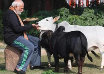 लोक कल्याण मार्ग पर चार छोटी-छोटी गायों को चारा खिलाया.